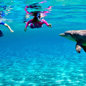 Dolphin Snorkeling